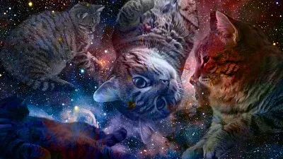 Gato en el espacio 2