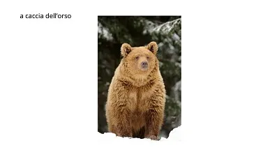 orso jigsaw puzzle