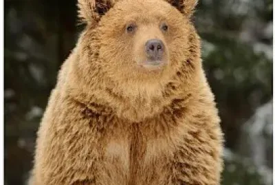 a caccia dell 'orso jigsaw puzzle