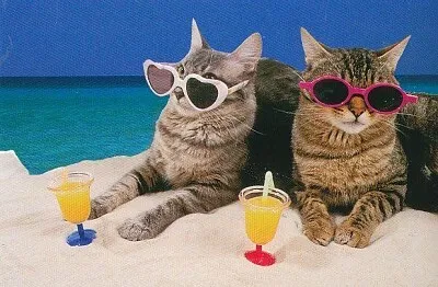 Gatos de vacaciones