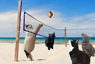Volleycats