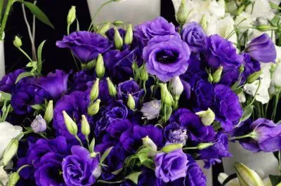 פאזל של Rosas LilÃ¡s