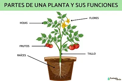 Partes de la planta jigsaw puzzle