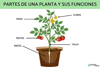 Partes de la planta jigsaw puzzle