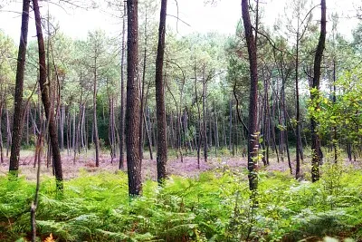 Les Tourbières de Mees
