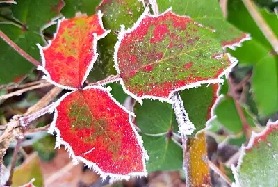 פאזל של Blätter im Winter