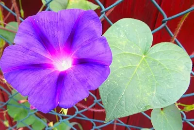 פאזל של Zaunwinde