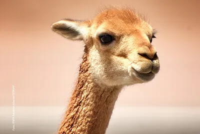 Rompecabezas de una Vicuña
