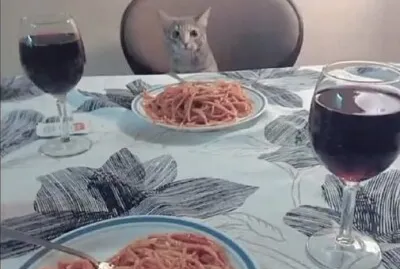 Gato en primera cita