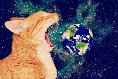 Gato come el mundo