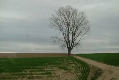 å“²å­¸ä¹‹æ¨¹