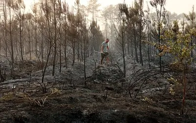 Forêt brulée à Landiras