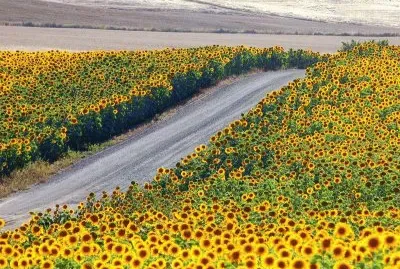 פאזל של Caminho de Girasol