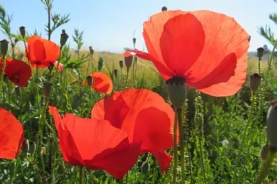 Mohn
