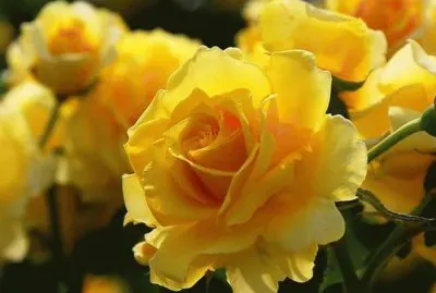 פאזל של Rosas Amarelas