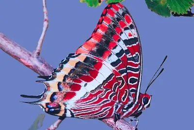 Schmetterling