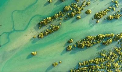 Arblrs Inundados jigsaw puzzle