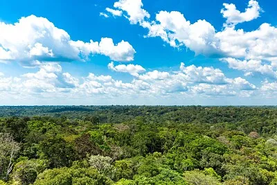 FLoresta Amazônica