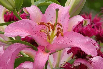 flores