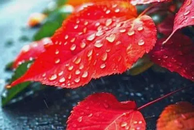 lluvia jigsaw puzzle