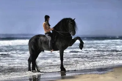 caballos 16 jigsaw puzzle