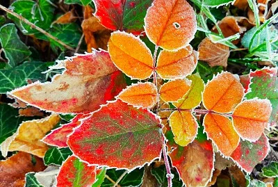 bunte Blätter