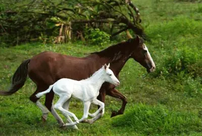 caballos 22 jigsaw puzzle