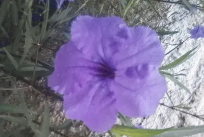 flor