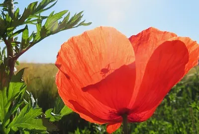 פאזל של Blüten