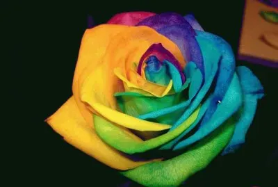 Multi colored Rose