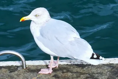 Möwe