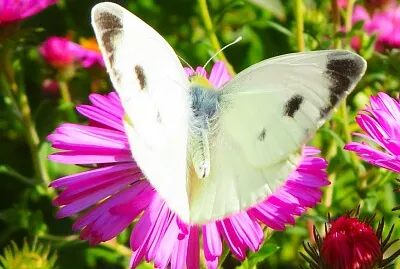 Schmetterling jigsaw puzzle