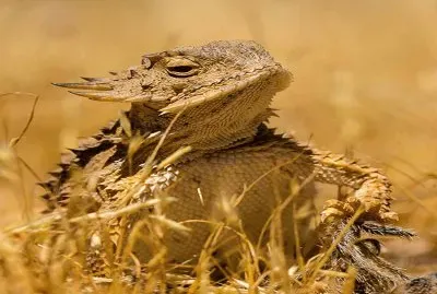 Horned Lizard - Arizona