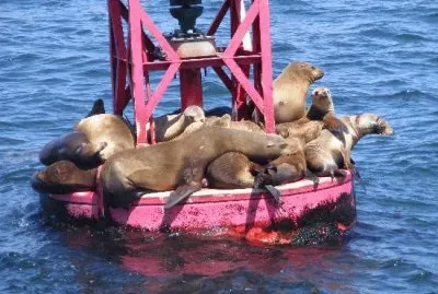 Seals on Bouy-Dana Point