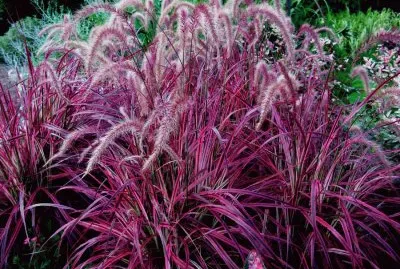 Purple Fountain Grass jigsaw puzzle