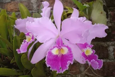 Orquidea 3