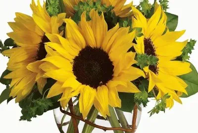flores