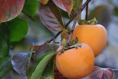 frutas