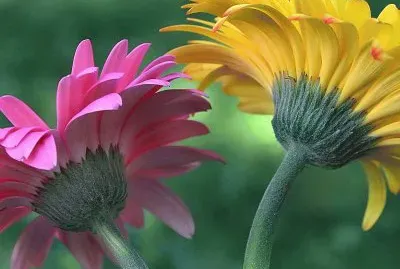 flores
