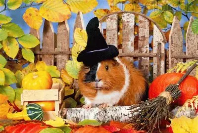 Guinea Pig in Autumn