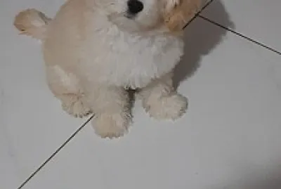 minha propria cachorra jigsaw puzzle