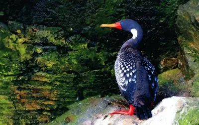 Pato Lile jigsaw puzzle