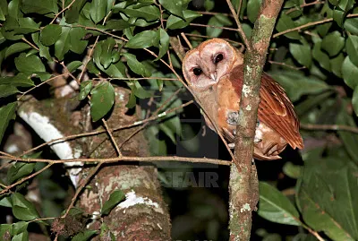 Gufo rosso del Madagascar