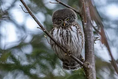 Gufo pigmeo erasiatico