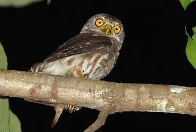 Gufo pigmeo dell 'Amazzonia