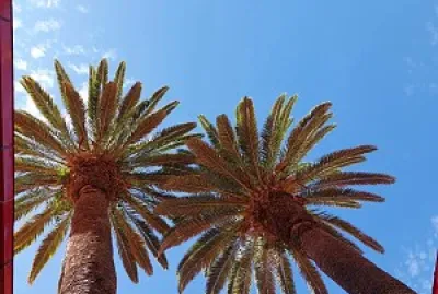 Arboles y cielo azul