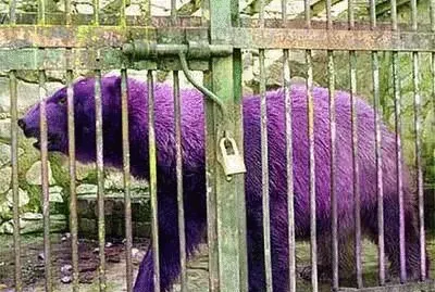 Purple Polar Bear jigsaw puzzle