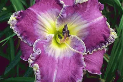 Purple Pagoda jigsaw puzzle