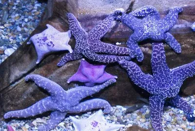 Pretty Purple Starfish