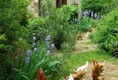 animales jigsaw puzzle